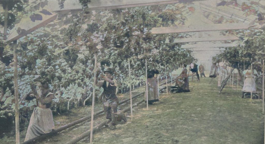 1. Traubenernte in einem Weinhaus des Grafen von Talleyrand-Périgrod