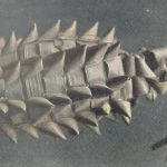 Umhüllung eines Hammerhuhneies (Celebes)