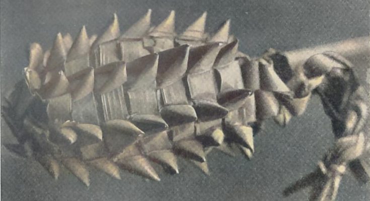 Umhüllung eines Hammerhuhneies (Celebes)