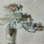 Japanische Zwergbäume