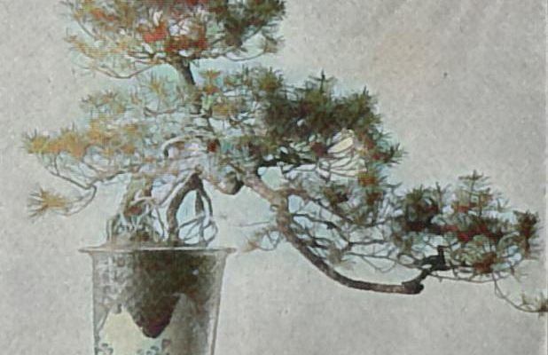 Japanische Zwergbäume