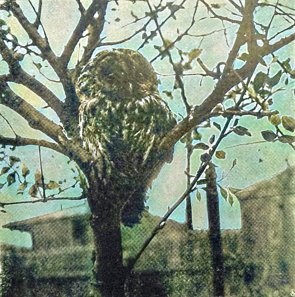 Auf der Warte