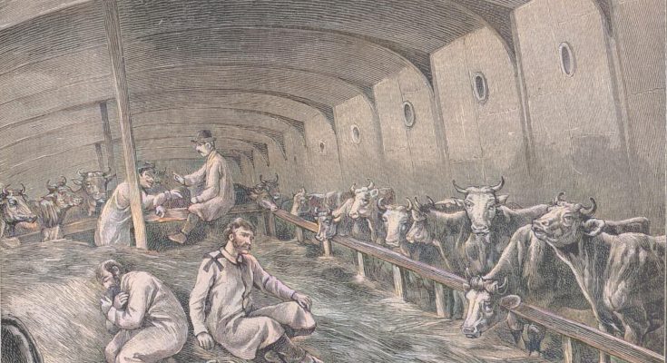 Das für den Ochsentransport eingerichtete Zwischendeck