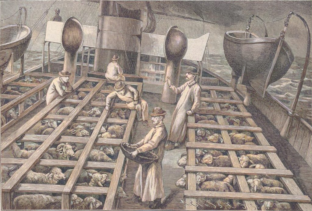 Stallungen für Schafe auf dem Oberdeck